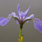 Iris with a mosquito